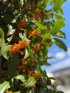 金木犀のポプリ 株式会社キョウプロ