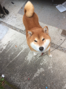 しば犬上から